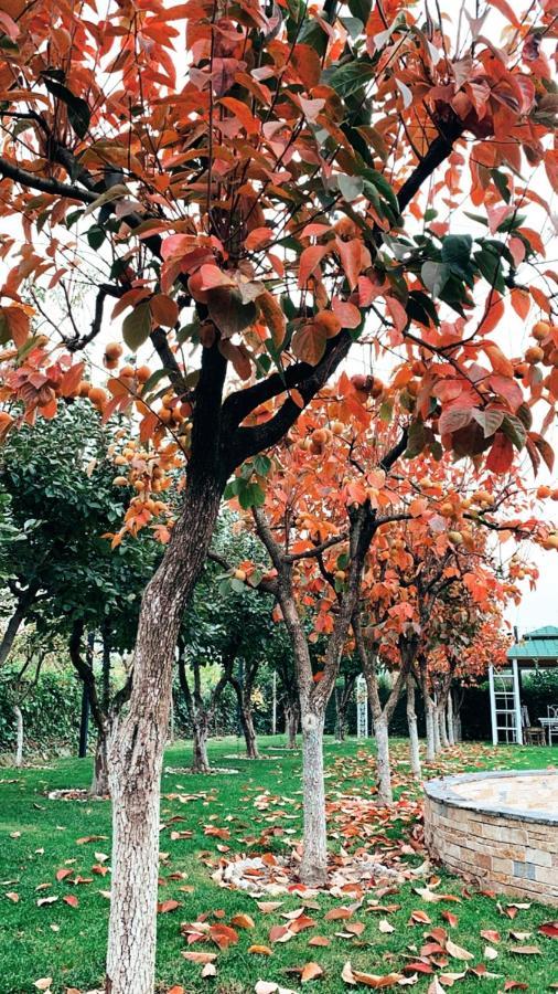 Resort Park Ashik *